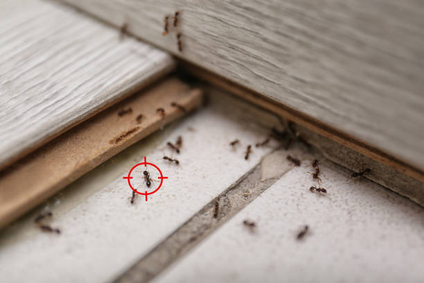 Best Termite Control Services  in Inverness, CO