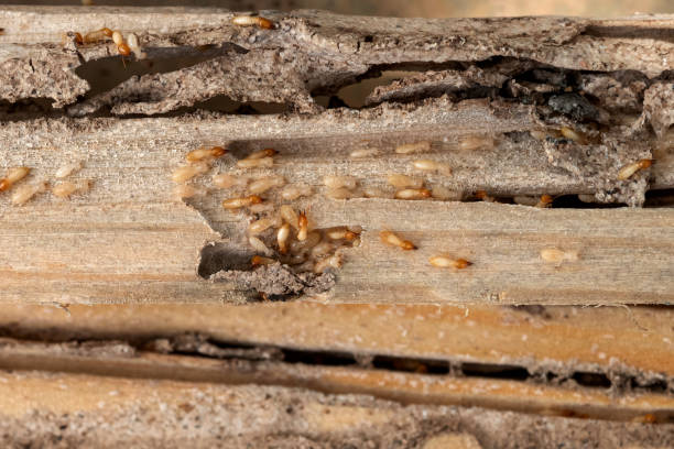 Spider Control Near Me in Inverness, CO